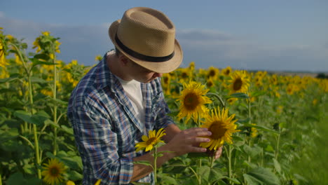 The-farmer-is-watching-and-touching-the-sunflowers.-He-enjoys-the-great-weather-in-the-sunflower-field.-Beatifull-day-in-nature.